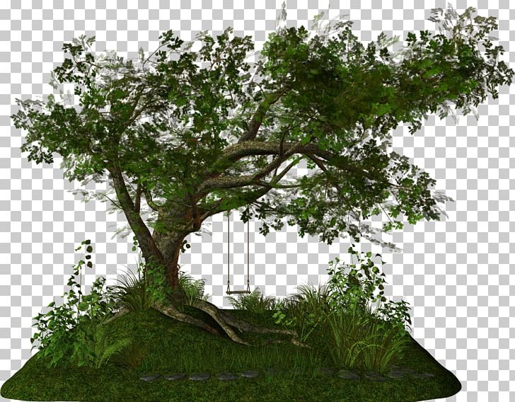 Tree PNG, Clipart, Bonsai, Branch, Drawing, Garden, Grass Free PNG Download