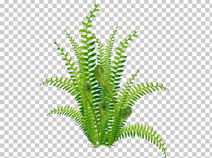 Vascular Plant PNG, Clipart, Animaatio, Aquarium Decor, Digital Image, Drawing, Encapsulated Postscript Free PNG Download