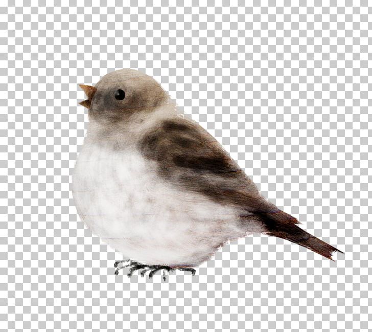 Bird House Sparrow Oyster Finch PNG, Clipart, Animals, Beak, Bird, Emberizidae, Fauna Free PNG Download