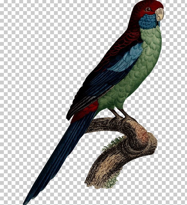 Budgerigar Bird Parrot Macaw Parakeet PNG, Clipart, Beak, Bird, Budgerigar, Cockatiel, Common Pet Parakeet Free PNG Download