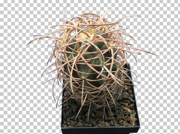 Echinocactus Polycephalus Cactaceae Flowerpot Genus Species PNG, Clipart, Barrel Cactus, Cactaceae, Cactus, Caryophyllales, Echinocactus Free PNG Download