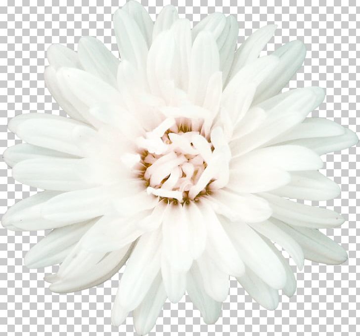 Flower Chamomile White Petal PNG, Clipart, Aster, Black And White, Chamomile, Chrysanthemum, Chrysanths Free PNG Download