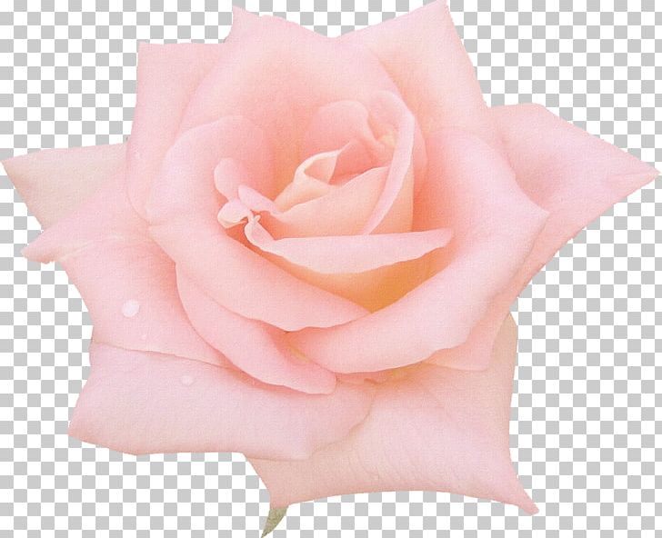 Flower Rose Drawing Pink PNG, Clipart, Blue, Cut Flowers, Drawing, Floral Design, Flower Free PNG Download