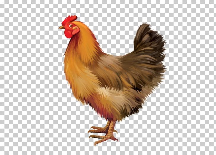 Sussex Chicken Marans Brahma Chicken Giriraja Hen PNG, Clipart, Beak, Bird, Brahma Chicken, Breed, Chicken Free PNG Download