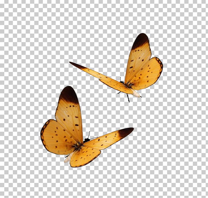 Web Page Painting History PNG, Clipart, Arthropod, Brush Footed Butterfly, Butterfly, Butterfly Butterfly, Cari Free PNG Download