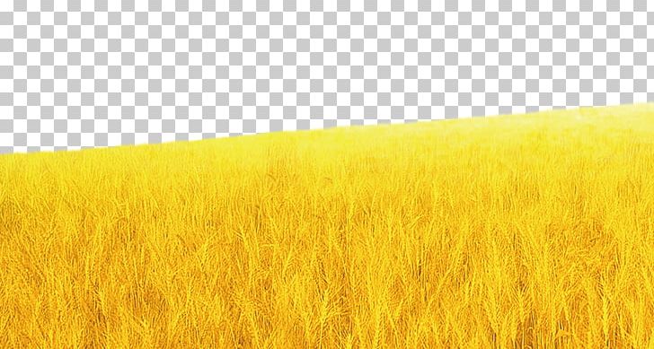 Barley Wheat Harvest Grassland Rye PNG, Clipart, Agriculture, Background, Catering, Cereal, Commodity Free PNG Download