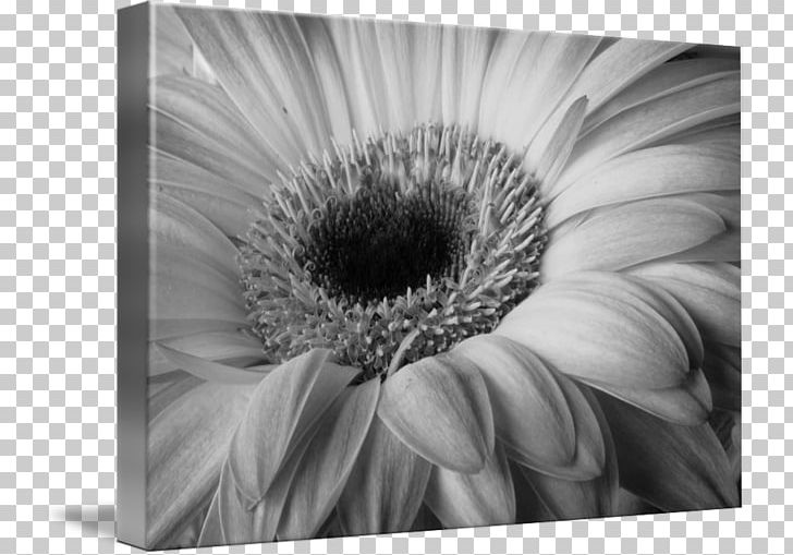 Black And White Nature Photography PNG, Clipart, Artwork, Black And White, Closeup, Closeup, Common Daisy Free PNG Download