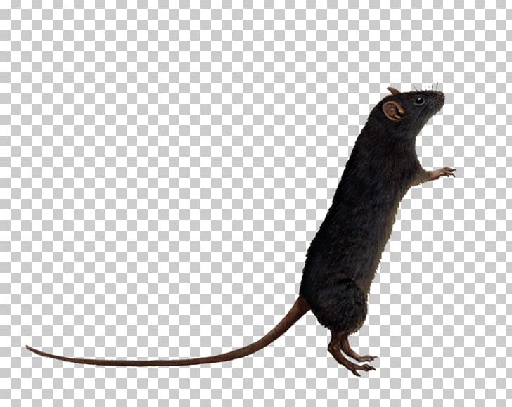Brown Rat Mouse Rodent PNG, Clipart, Agouti Rat, Animals, Black Rat, Brown Rat, Computer Icons Free PNG Download