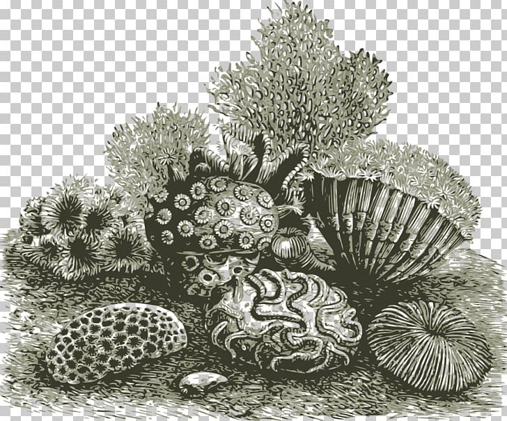 Coral Reef Sea PNG, Clipart, Black And White, Coral, Coral Reef, Coral Reef Fish, Drawing Free PNG Download