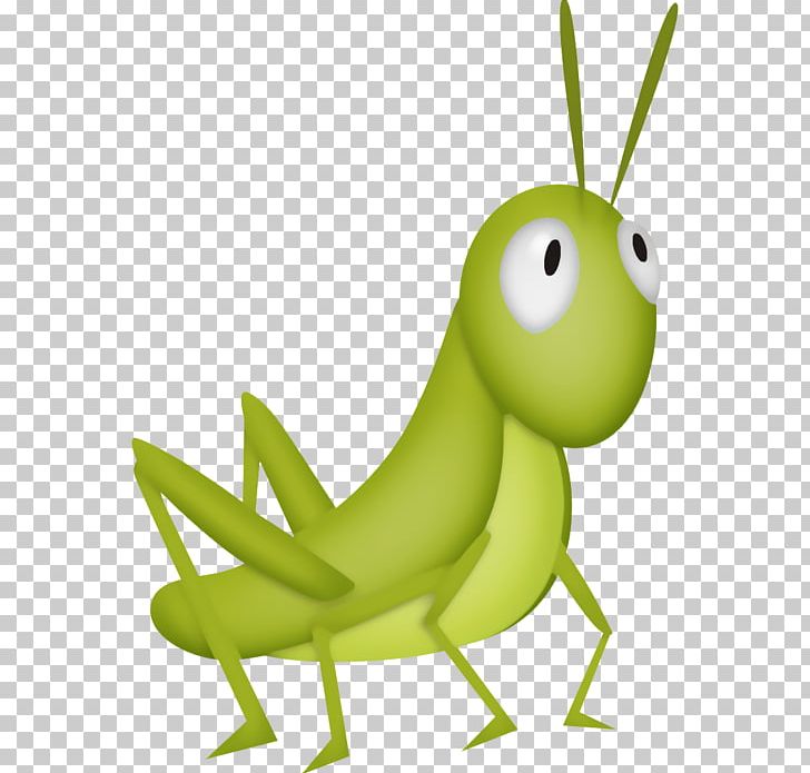 Grasshopper Locust PNG, Clipart, Animation, Cartoon, Cricket, Drawing, Fauna Free PNG Download