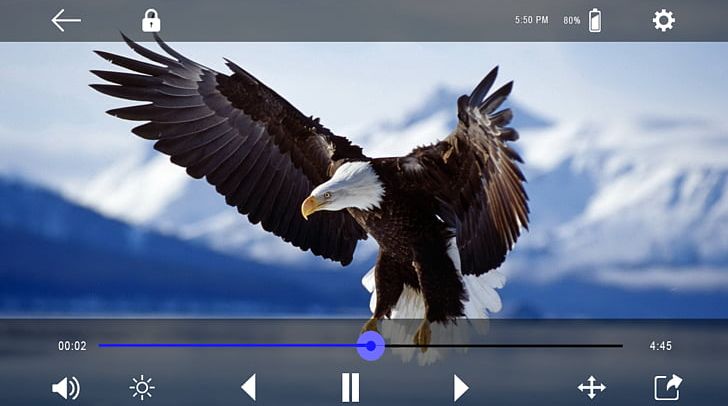 Bird Bald Eagle High-definition Television Desktop PNG, Clipart, 4k Resolution, Accipitriformes, Animals, Bald Eagle, Bird Free PNG Download