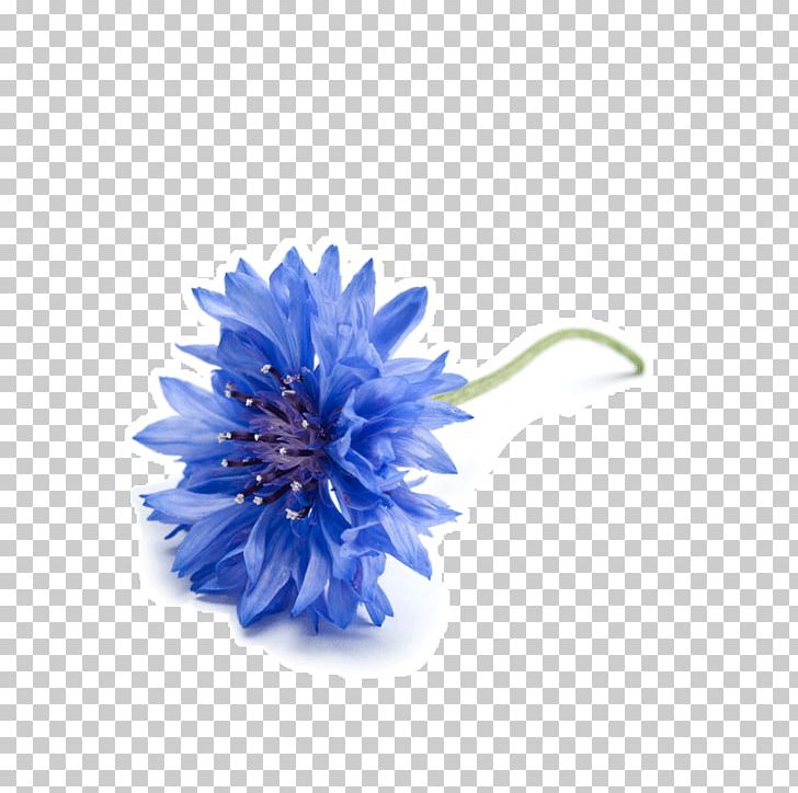 Cornflower Photography PNG, Clipart, Annual Plant, Banco De Imagens, Blue, Chamomile, Cobalt Blue Free PNG Download