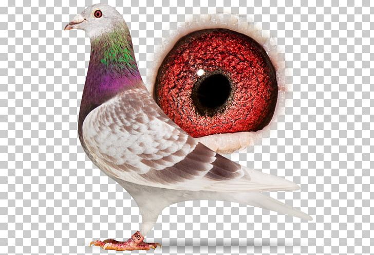 Homing Pigeon Racing Homer Columbidae American Show Racer Pigeon Racing PNG, Clipart, American Show Racer, Animal, Beak, Bird, Breed Free PNG Download