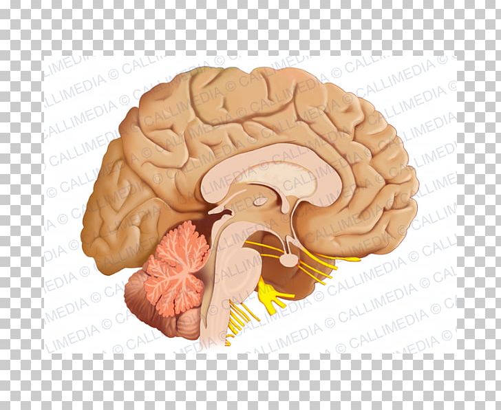 Human Brain Sagittal Plane Anatomy Nervous System PNG, Clipart, Anatomy, Brain, Brainstem, Central Nervous System, Cerebrum Free PNG Download