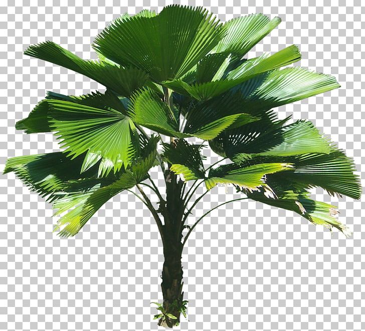 Plant Tree Tropics PNG, Clipart, Arecaceae, Arecales, Attalea Speciosa, Borassus Flabellifer, Coconut Free PNG Download