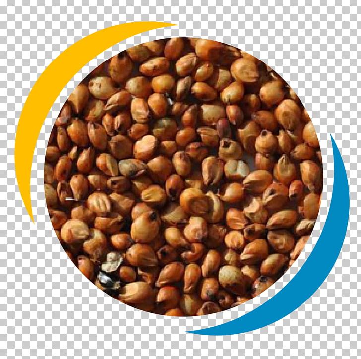 Proso Millet Cereal Sorghum Grauds Seed PNG, Clipart, Bean, Cereal, Commodity, Crop Yield, Food Free PNG Download