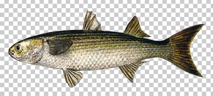 Sardine Fish Products Milkfish Carp Flathead Grey Mullet PNG, Clipart, Bass, Bass Guitar, Bony Fish, Carp, Common Rudd Free PNG Download