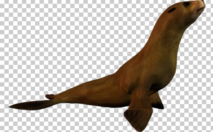 Sea Lion Earless Seal Penguin Seals Harbor Seal PNG, Clipart, Animal, Animal Figure, Animals, Animation, Earless Seal Free PNG Download