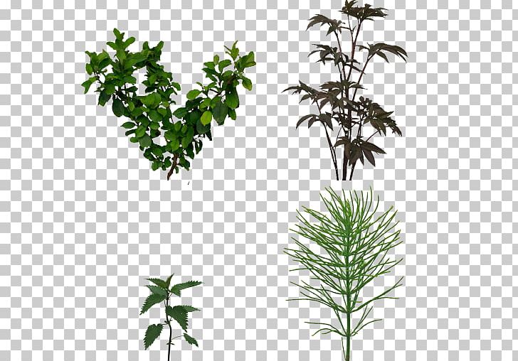 Twig Plant Stem Shrub Leaf Herb PNG, Clipart, Branch, Evergreen, Flowerpot, Grass, Herb Free PNG Download