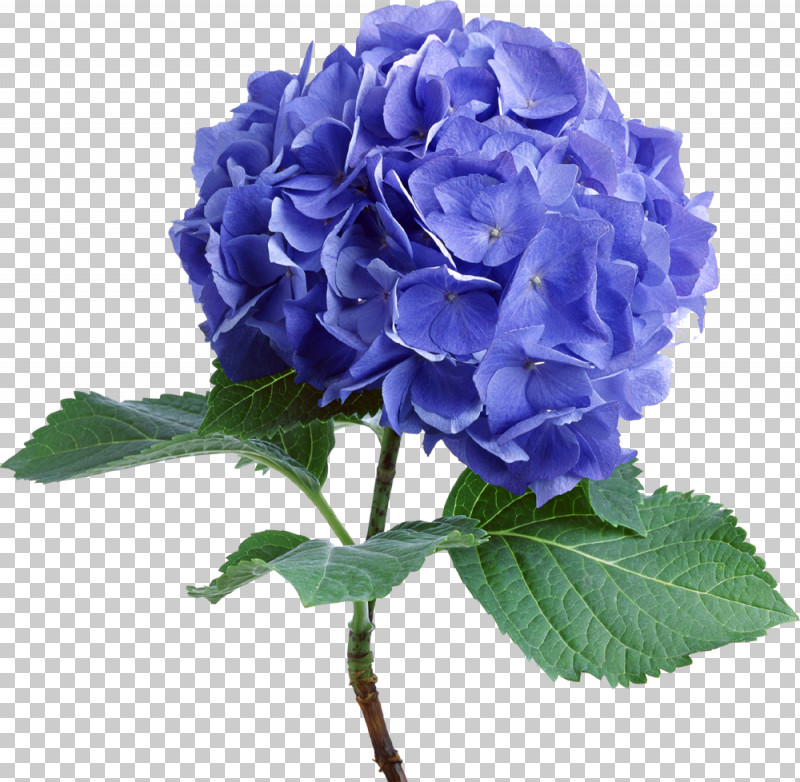 Hydrangea Summer Flower PNG, Clipart, Artificial Flower, Blue, Color, Cut Flowers, Floral Design Free PNG Download