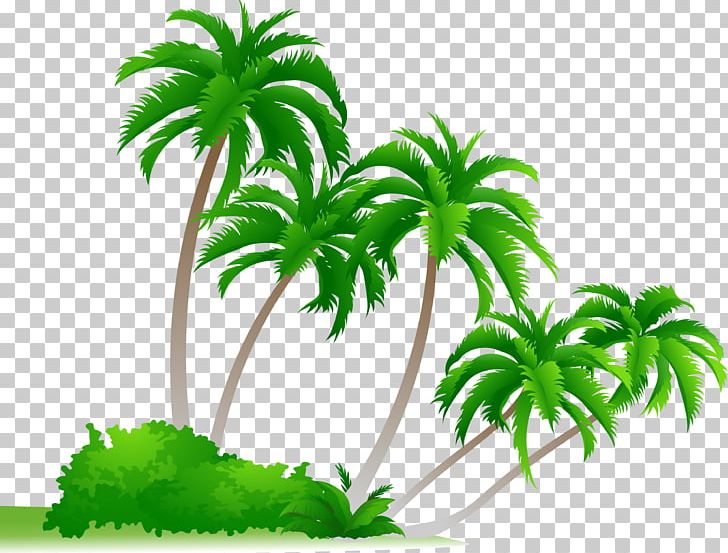 Arecaceae Cdr Drawing PNG, Clipart, Arecaceae, Arecales, Beautiful, Cdr, Clip Art Free PNG Download