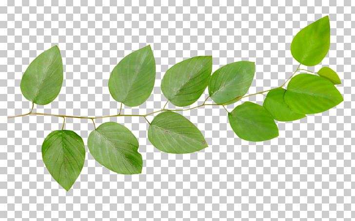 Branch Leaf Twig Desktop PNG, Clipart, Abscission, Branch, Desktop Wallpaper, Digital Image, Display Resolution Free PNG Download