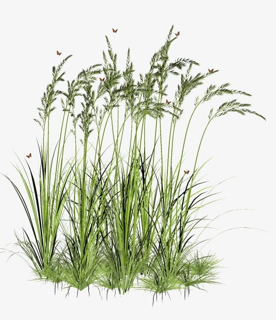 Grass PNG, Clipart, Grass, Grass Clipart, Meadow, Plant, Straw Free PNG Download