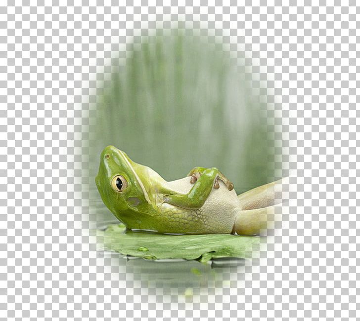 Meme Information Hope Happiness PNG, Clipart, 4chan, Allj, Amphibian, Frog, Happiness Free PNG Download