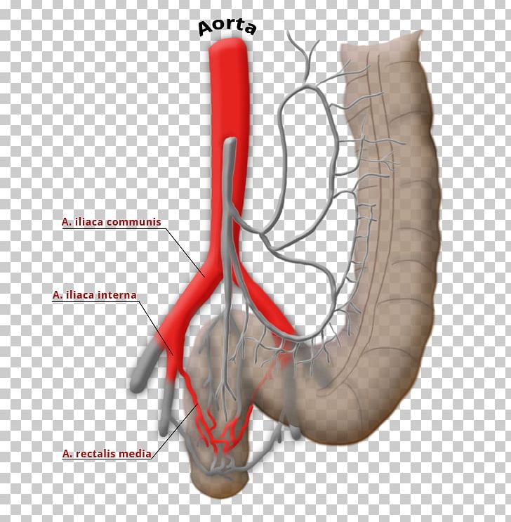 Superior Rectal Artery Middle Rectal Artery Riolan-Anastomose Superior Mesenteric Artery Superior Rectal Vein PNG, Clipart, Anastomose, Anastomosis, Arm, Artery, Bone Free PNG Download