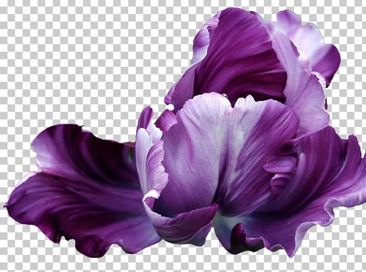 Flower Tulip Animaatio Blume PNG, Clipart, Animaatio, Blume, Bulb, Cut Flowers, Desktop Wallpaper Free PNG Download