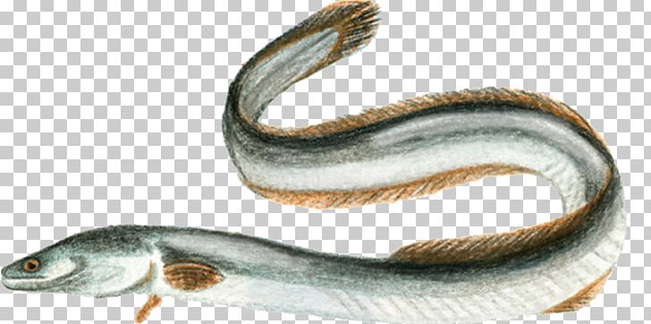 European Eel Electric Eel Fish Sargasso Sea Uliveto Terme PNG, Clipart, Animal Figure, Body Jewelry, Electric Eel, European Eel, European Perch Free PNG Download