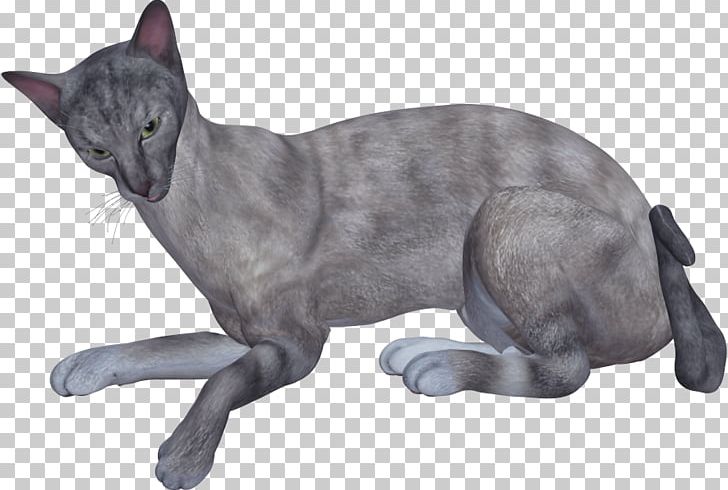 Korat Russian Blue Domestic Short-haired Cat Whiskers PNG, Clipart, Animal, Animals, Asian, Black Cat, Carnivoran Free PNG Download