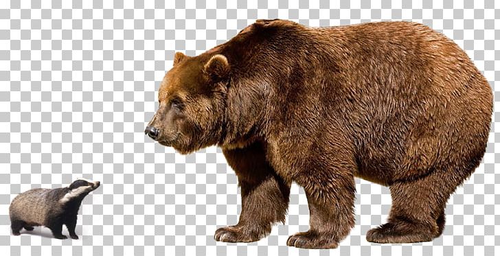 Polar Bear Himalayan Brown Bear Grizzly Bear Eurasian Brown Bear Kodiak Bear PNG, Clipart, Animal, Animals, Bear, Bears, Bengal Tiger Free PNG Download