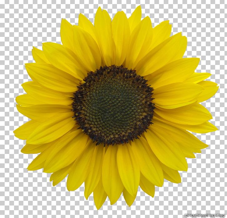 Common Sunflower PNG, Clipart, Art, Black And White, Clip Art, Common Sunflower, Daisy Family Free PNG Download