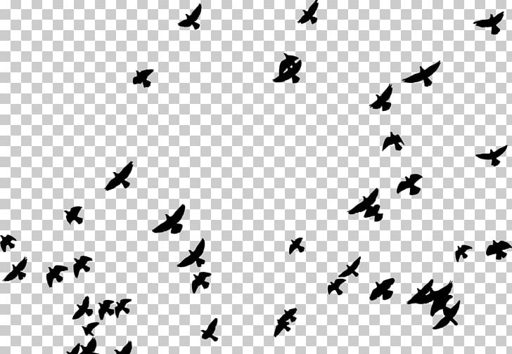 Homing Pigeon Columbidae Bird Flock PNG, Clipart, Animal Migration, Beak, Bird, Bird Flight, Bird Migration Free PNG Download