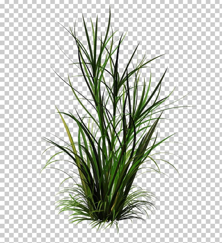 Ornamental Grass PNG, Clipart, Chinese Silver Grass, Commodity, Computer Icons, Desktop Wallpaper, Evergreen Free PNG Download
