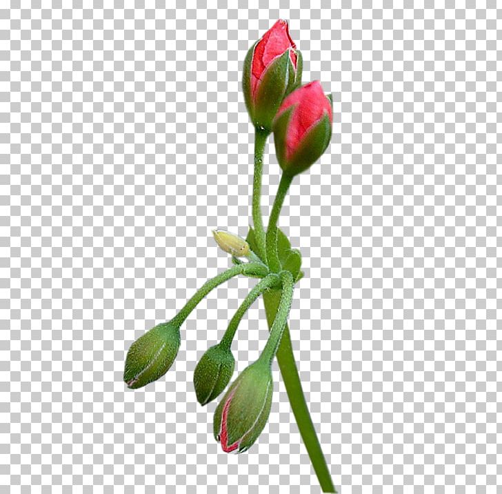 Paper Painting Red Cut Flowers Color PNG, Clipart, Art, Ask Gulleri, Black, Bud, Cicek Free PNG Download