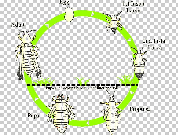Thrips Insect Biological Life Cycle Biology Thripidae PNG, Clipart, Area, Avocado, Biological Life Cycle, Biological Pest Control, Biology Free PNG Download