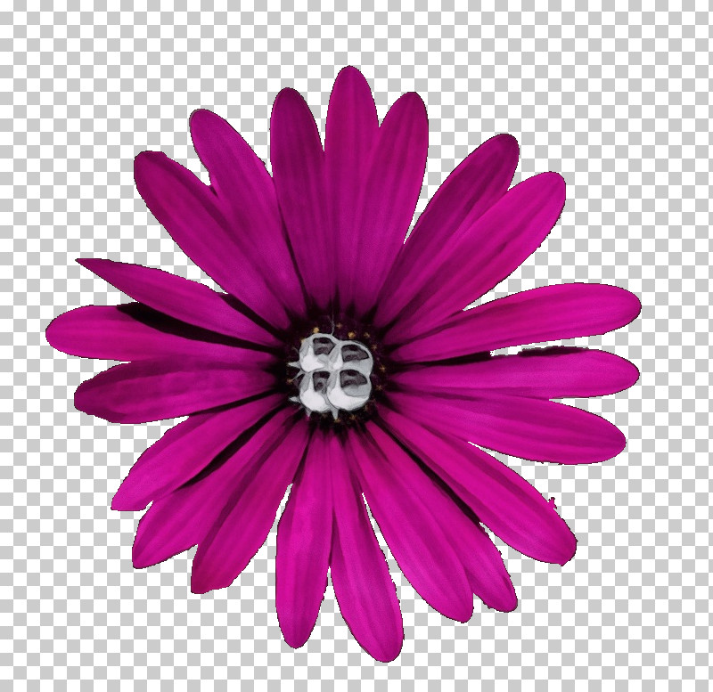 Pink Petal African Daisy Flower Magenta PNG, Clipart, African Daisy, Barberton Daisy, Flower, Gerbera, Magenta Free PNG Download