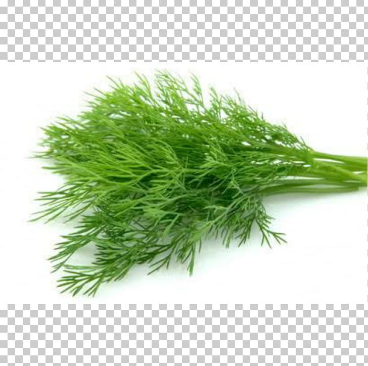 Dill Herb Fruit Spice Food PNG, Clipart, Basil, Dill, Dill Oil, Fennel, Flavor Free PNG Download