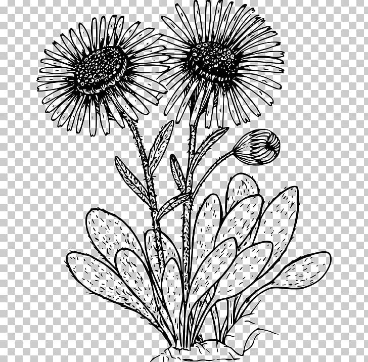 Drawing Wildflower Coloring Book PNG, Clipart, Black And White, Branch, Chrysanths, Common Daisy, Computer Icons Free PNG Download