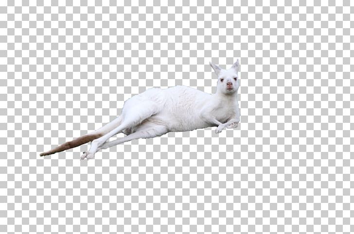 Kitten Kangaroo Cuteness PNG, Clipart, Animal, Animals, Background White, Black White, Carnivoran Free PNG Download