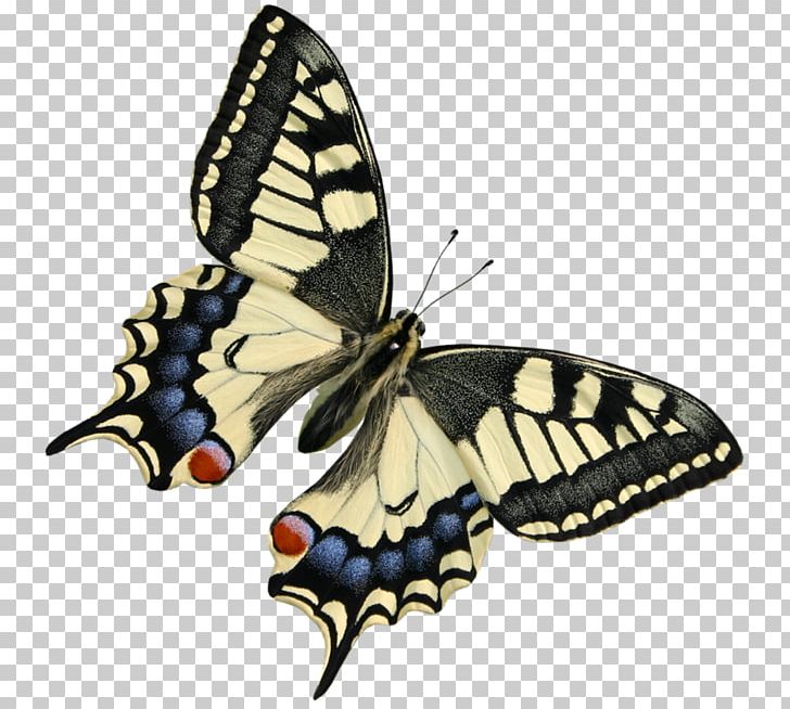 Monarch Butterfly PNG, Clipart, Background White, Black White, Brush Footed Butterfly, Color, Insects Free PNG Download