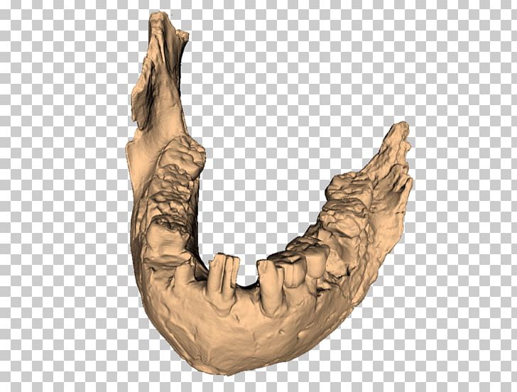 Olduvai Gorge Jaw Paranthropus Aethiopicus Paranthropus Boisei Paranthropus Robustus PNG, Clipart, Arm, Fantasy, Fossil, Great Apes, Homo Free PNG Download