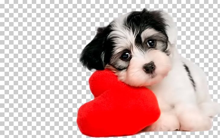 Puppy Havanese Dog Cat Kitten Pet PNG, Clipart,  Free PNG Download