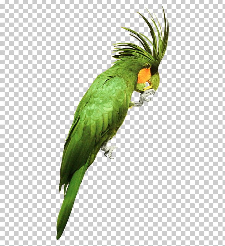 Parrot Bird Watercolor: Flowers Watercolor Painting PNG, Clipart, Animals, Beak, Birds, Color, Download Free PNG Download