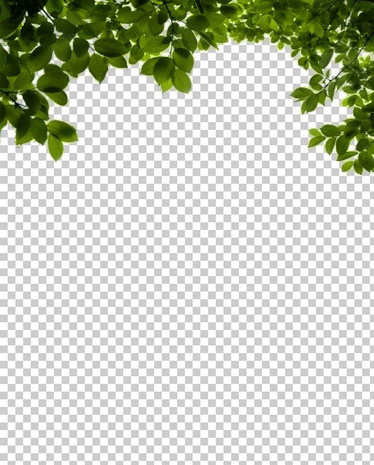 Shrub PNG, Clipart, Angle, Branch, Bush, Clip Art, Computer Icons Free PNG Download