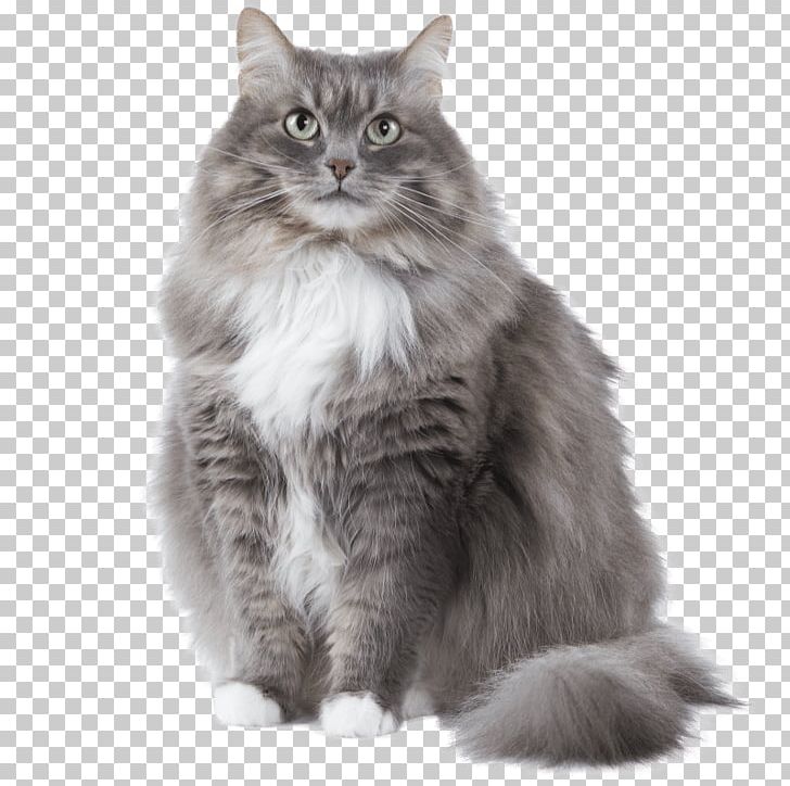 Siberian Cat Devon Rex Norwegian Forest Cat Bengal Cat Sphynx Cat PNG, Clipart, Animals, Asian Semi Longhair, Black And White, Breed, Carnivoran Free PNG Download