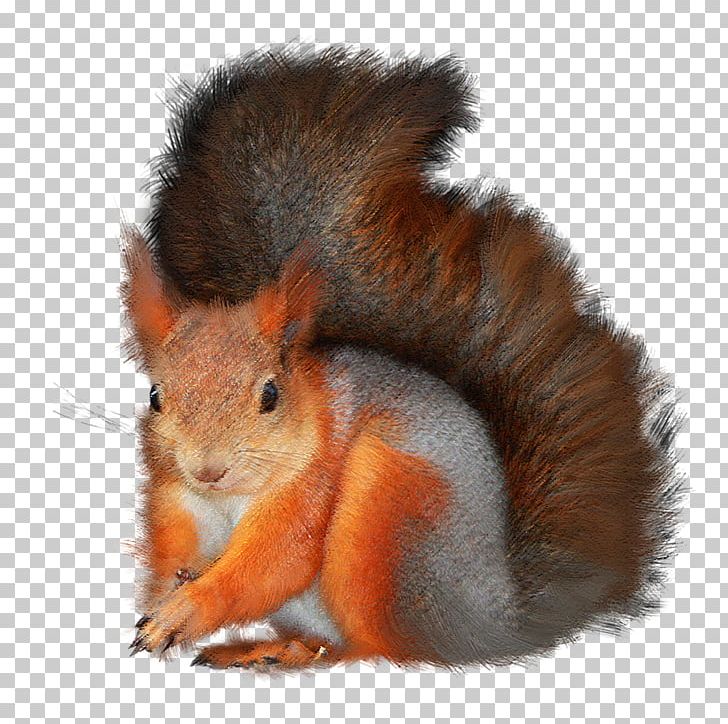 Tree Squirrels Red Squirrel Animal PNG, Clipart, Animal, Animals, Author, Desktop Wallpaper, Fauna Free PNG Download