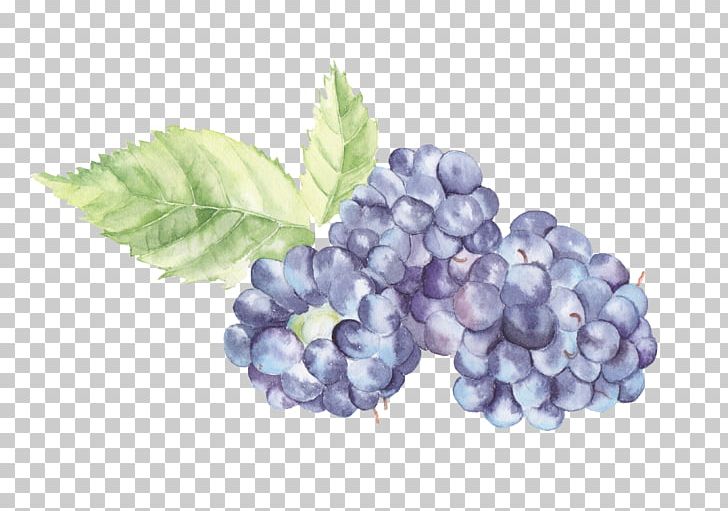 Watercolor Painting Fruit Grape Auglis PNG, Clipart, Art, Auglis, Berry, Bilberry, Black Grapes Free PNG Download
